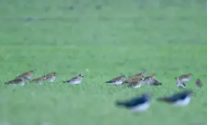 Images Dated 21st November 2008: Golden Plover Pluvialis apricaria in winter wheat field Norfolk winter