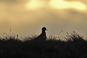 Golden Plover Pluvialus apricaria male on moorland Shetland June Golden Plover Pluvialus apricaria male on moorland Shetland June