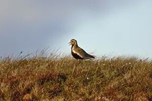 : Golden Plover Pluvialus apricaria male on moorland Shetland June
