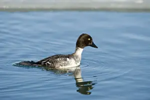 Golden Eye Prints: Goldeneye Bucephala clangula imm male / winter Hokkaido Japan (diving sequence)