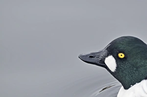Goldeneye Bucephala clangula Loch Morlich RSPB Reserve Speyside Scotland Goldeneye Bucephala clangula Loch Morlich RSPB Reserve Speyside Scotland