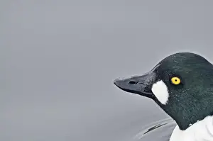 Bird Prints: Goldeneye Bucephala clangula Loch Morlich RSPB Reserve Speyside Scotland