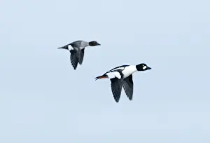 Duck Prints: Goldeneye Bucephala clangula male and female Norfolk winter