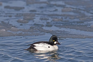Hokkaido Prints: Goldeneye Bucephala clangula male Hokkaido Japan