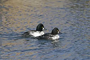 Golden Eye Prints: Goldeneye Bucephala clangula male and immature male Hokkaido Japan