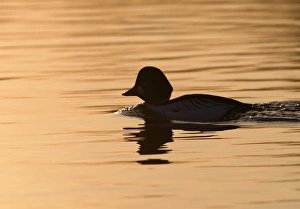 Goldeneye Bucephala clangula male on Loch Garten Speyside Scotland at dusk spring Goldeneye Bucephala clangula male on Loch Garten Speyside Scotland at dusk spring