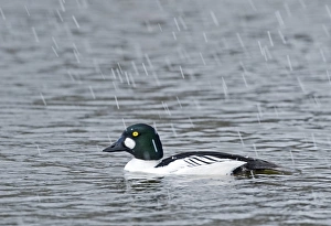 Goldeneye Bucephala clangula male in snow shower Norfolk Feb Goldeneye Bucephala clangula male in snow shower Norfolk Feb