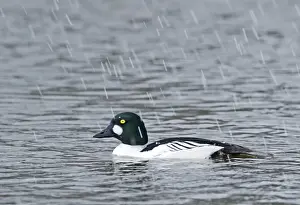 Golden Eye Prints: Goldeneye Bucephala clangula male in snow shower Norfolk Feb