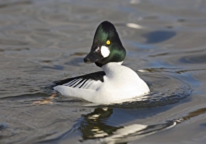 Male Prints: Goldeneye Bucephala clangula male UK spring