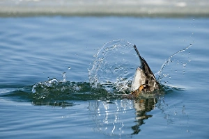 Dive Prints: Goldeneye diving sequence
