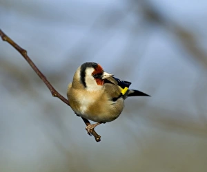 Goldfinch Carduelis carduelis Kent UK