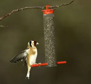 Feeder Prints: Goldfinch Carduelis carduelis on niger seed feeder Kent winter