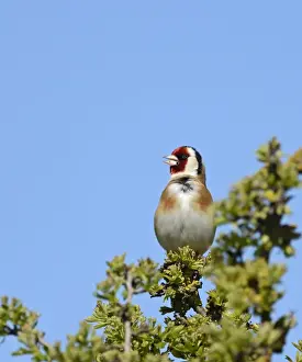 Bird Prints: Goldfinch Carduelis carduelis in song Cley Norfolk May