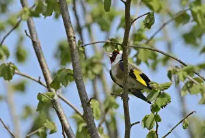Sing Prints: Goldfinch Carduelis carduelis in song in garden Norfolk May