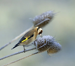 Goldfinch Carduelis carduelis on teasel on a frosty winters morning Kent UK Goldfinch Carduelis carduelis on teasel on a frosty winters morning Kent UK