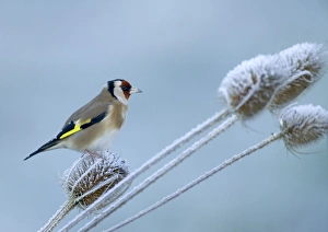 Goldfinch Carduelis carduelis on teasel Kent UK