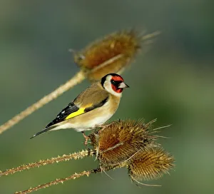 Goldfinch Carduelis carduelis on teasel Kent UK