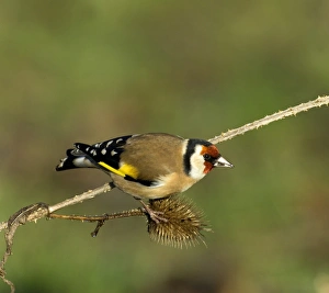 Gold Finch Prints: Goldfinch Carduelis carduelis on teazels Kent winter