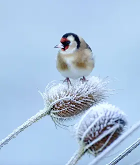 Trending: Goldfinch on teasel on frosty winters morning in garden Kent UK
