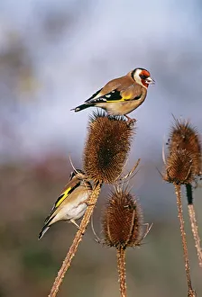 Finch Prints: Goldfinches, Carduelis carduelis, on teazel, Kent, UK, winter