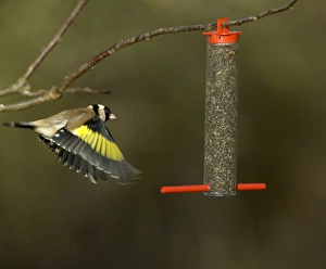 Goldfinches Carduelis carduelis on niger seed feeder Kent winter Goldfinches Carduelis carduelis on niger seed feeder Kent winter