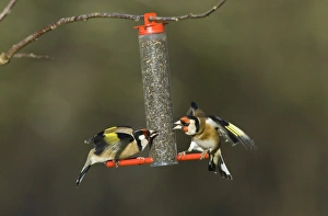 Goldfinches squabbling on niger seed feeder in garden Norfolk winter Goldfinches squabbling on niger seed feeder in garden Norfolk winter