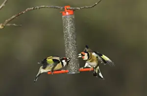 Finch Prints: Goldfinches squabbling on niger seed feeder in garden Norfolk winter