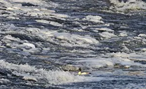 Duck Prints: Goosander feeding at base of weir Dumfries Scotland winter