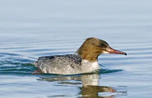 Hokkaido Prints: Goosander Mergus merganser female Hokkaido Japan winter
