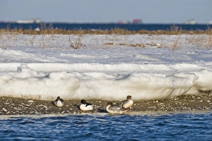 Goosander Mergus merganser group resting on seashore Hokkaido Japan winter Goosander Mergus merganser group resting on seashore Hokkaido Japan winter