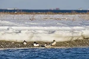 Goosander Mergus merganser group resting on seashore Hokkaido Japan winter