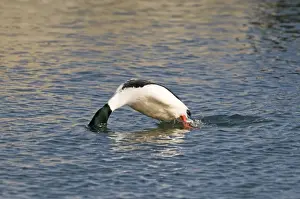 Duck Prints: Goosander Mergus merganser male diving Hokkaido Japan winter