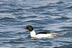 Goosander Mergus merganser male Hokkaido Japan winter