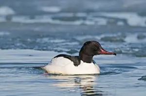 Goosander Mergus merganser male Hokkaido Japan winter