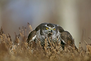 Goshawk, Accipiter gentilis, feeding on pigeon, Scotland, winter Goshawk, Accipiter gentilis, feeding on pigeon, Scotland, winter