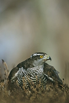 Goshawk on prey Scotland