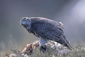 Goshawk Aciipiter gentilis feeding on Pheasant Scotland (captive) Goshawk Aciipiter gentilis feeding on Pheasant Scotland (captive)