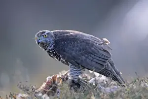 Raptor Prints: Goshawk Aciipiter gentilis feeding on Pheasant Scotland (captive)