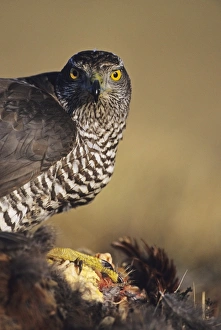 Goshawk Prints: Goshawk on prey Scotland