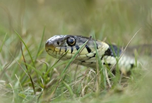Prints of Grass Snake in garden Kent UK Images Dated 2005 August: Grass Snake in garden Kent UK