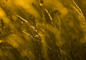 Summer Prints: Grass at sunset