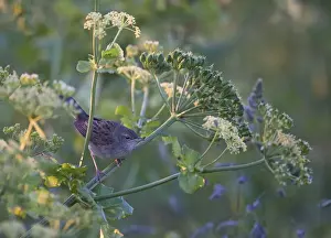 Cley Prints: Grasshopper Warbler Locustella naevia Cley Norfolk June
