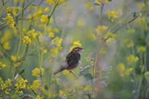 Grasshopper Warbler Locustella naevia Norfolk June