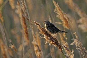 Grasshopper Warbler Locustella naevia Norfolk June Grasshopper Warbler Locustella naevia Norfolk June