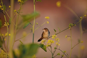 Grasshopper Warbler Locustella naevia Norfolk June