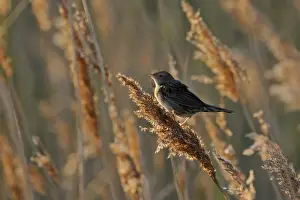 Grasshopper Warbler Locustella naevia Norfolk June