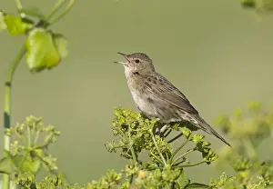 Grasshopper Warbler Locustella naevia reeling Cley Norfolk June