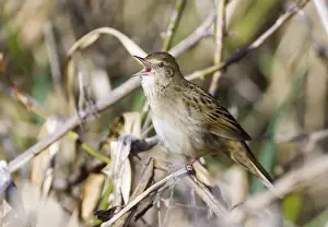 Grasshopper Warbler Locustella naevia reeling Northumberland May