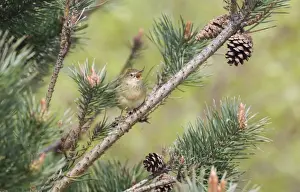 Warbler Prints: Grasshopper Warbler Locustella naevia reeling Northumberland May