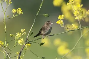 Warbler Prints: Grasshopper Warbler Locustella naevia in song Norfolk May